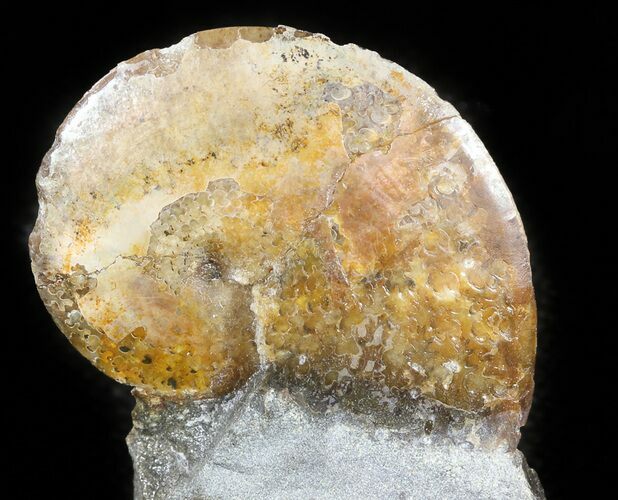 Sphenodiscus Ammonite - South Dakota #46875
